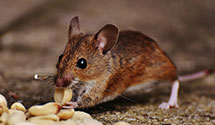 24 Hour & Emergency Exterminators in Sugar Mtn, NC